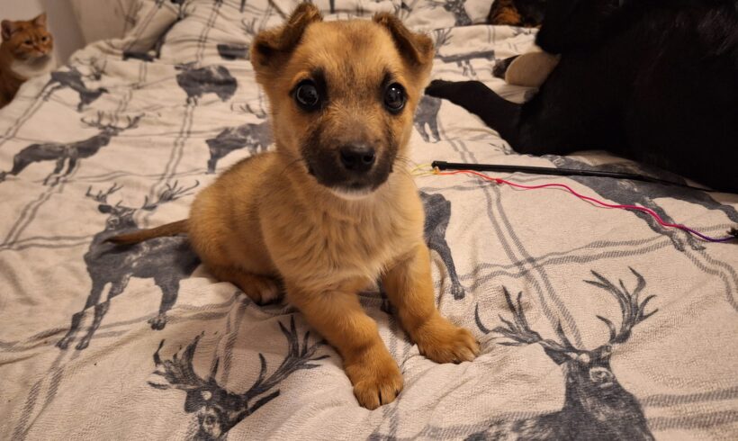 ROSALIE – ca. 3 Monate