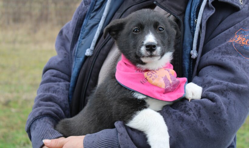 SPEEDY – ca. 3 Monate