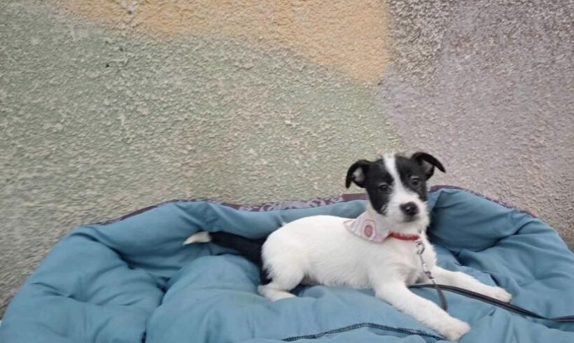 SWEETY – ca. 4 Monate