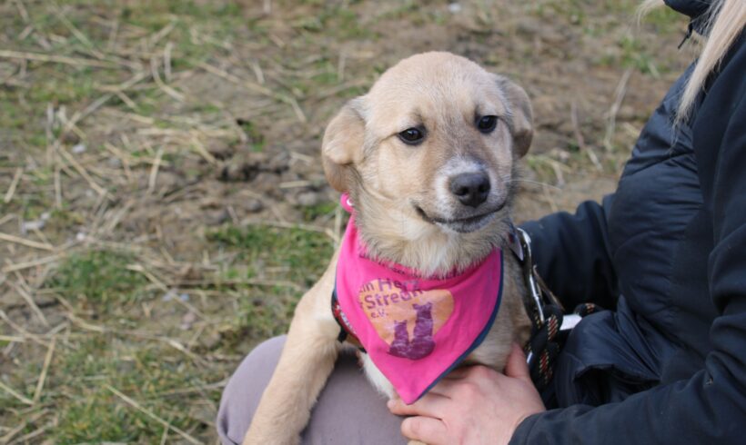 CANDY – ca. 4 – 5 Monate