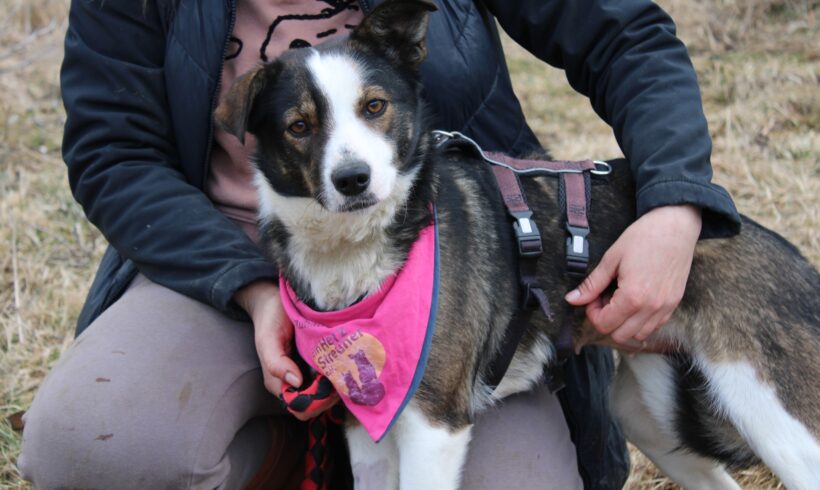 SHADI – ca. 1,5 Jahre