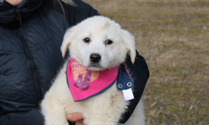 WALLY – ca. 2,5 Monate