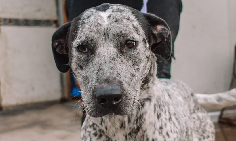 NELLI – ca. 2 Jahre