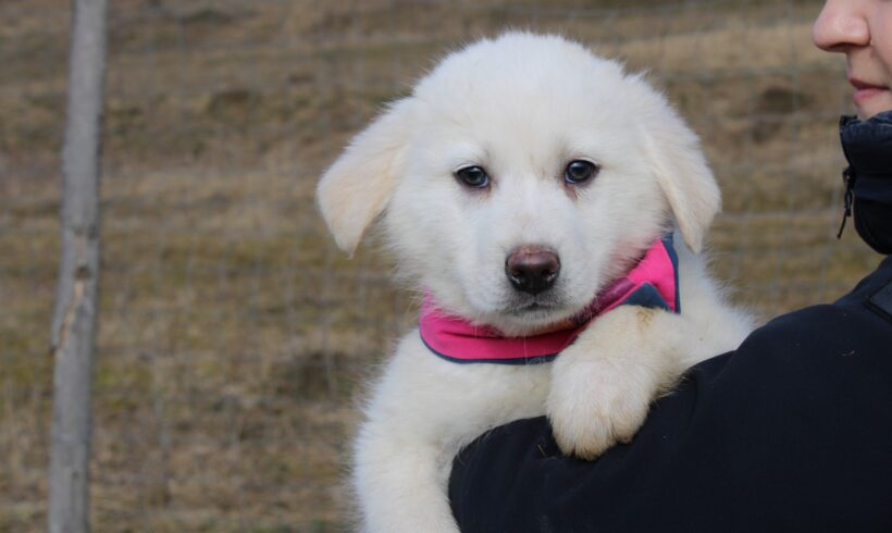 FLOCKE – ca. 2,5 Monate