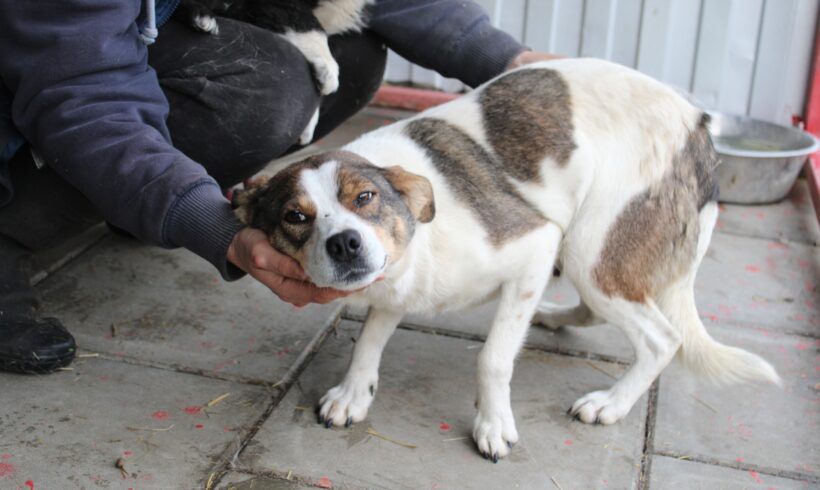 BONES – ca. 1,5 Jahre