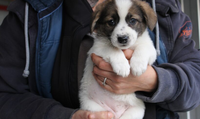 JANTJE – ca. 2 Monate