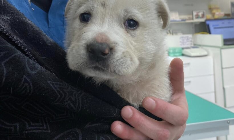 SEAL – ca. 1 Monat