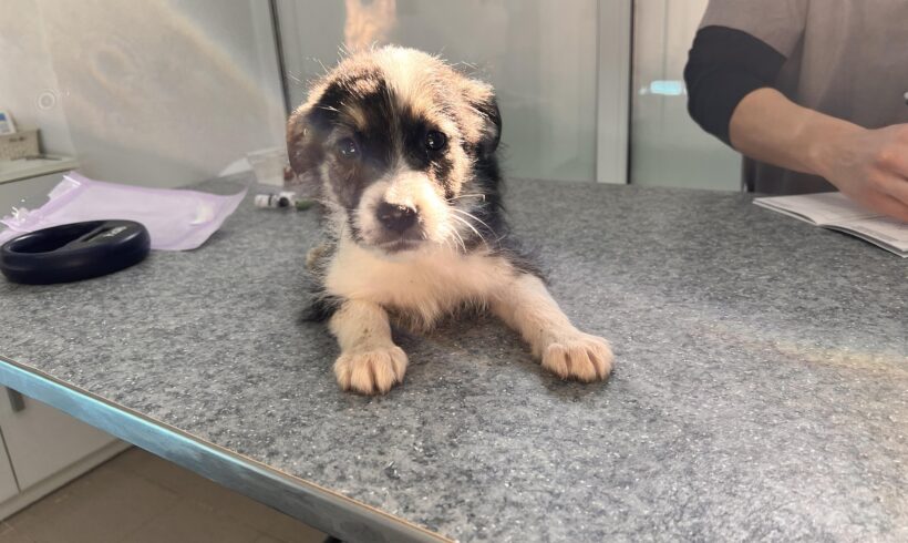 RUDI – ca. 3 Monate