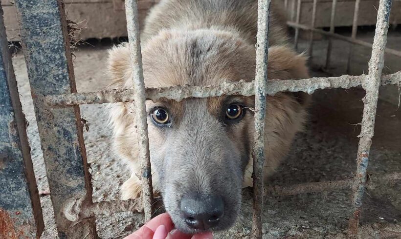 MILLY – ca. 1 – 2 Jahre