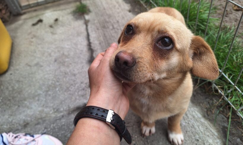 JUTTA – ca. 9 Monate