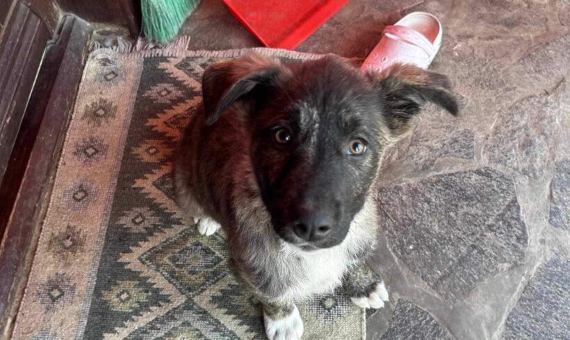 MAISIE – ca. 3 – 4 Monate