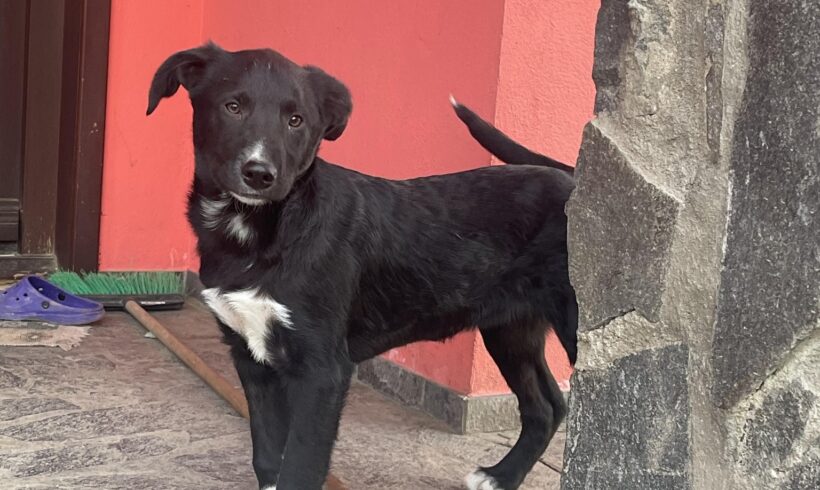 SELMA – ca. 3 – 4 Monate