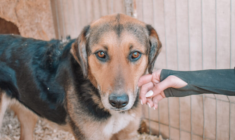 STINE – ca. 3 Jahre