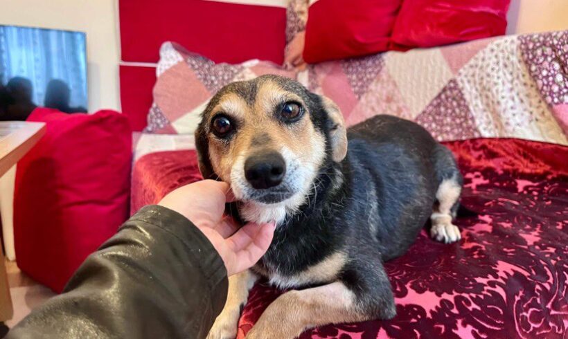 MARNIE – ca. 3 Jahre