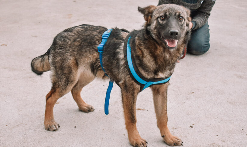 CHICA – ca. 9 Monate