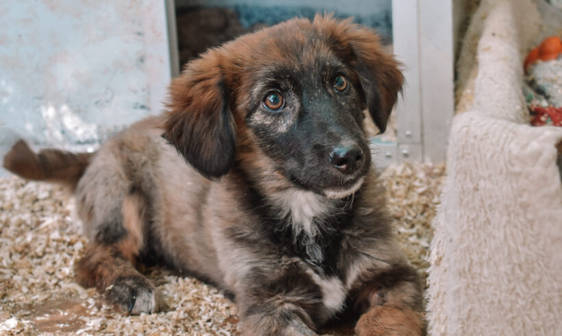 MANGO – ca. 2 Monate