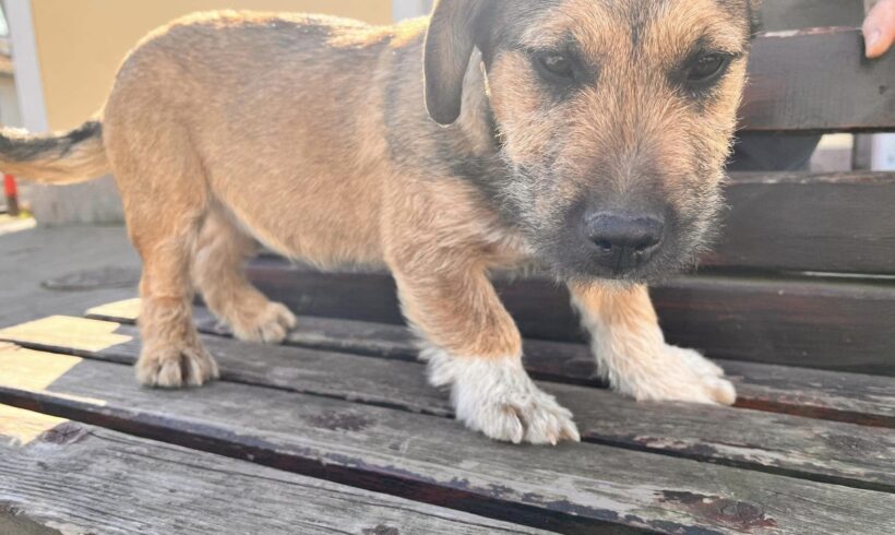 BUNNY – ca. 5 Monate