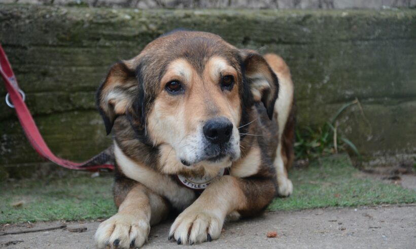 GIDEON – ca. 8 Jahre