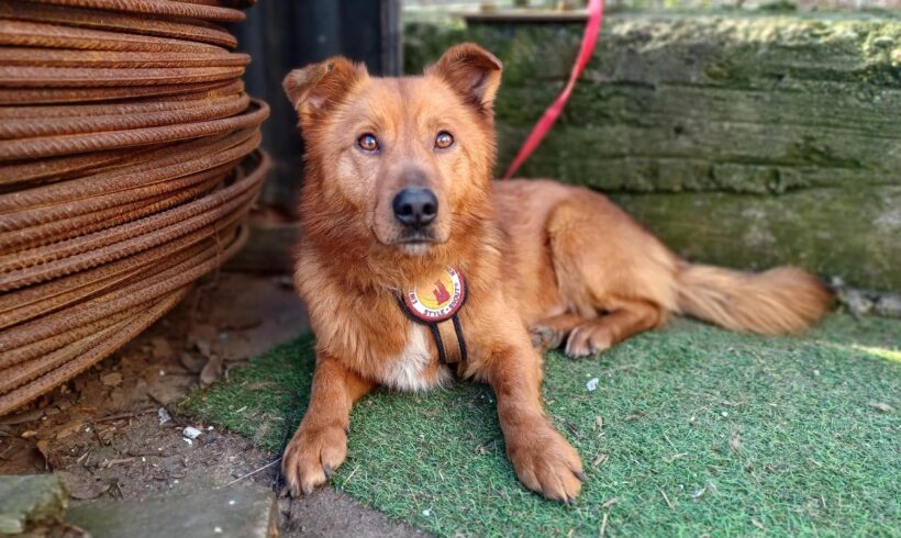 ARTURO – ca. 2 Jahre