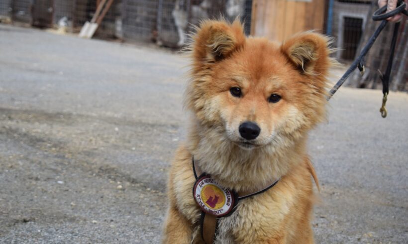 TIZIAN – ca. 1,5 – 2 Jahre