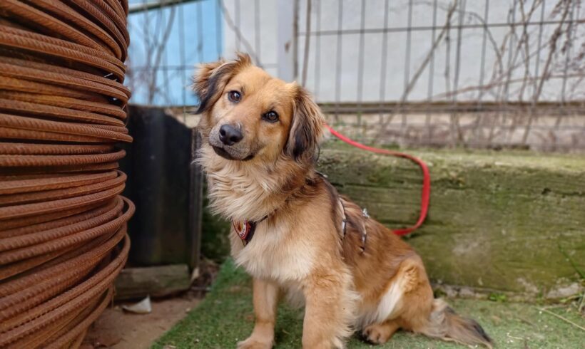 WALLEY – ca. 2 Jahre