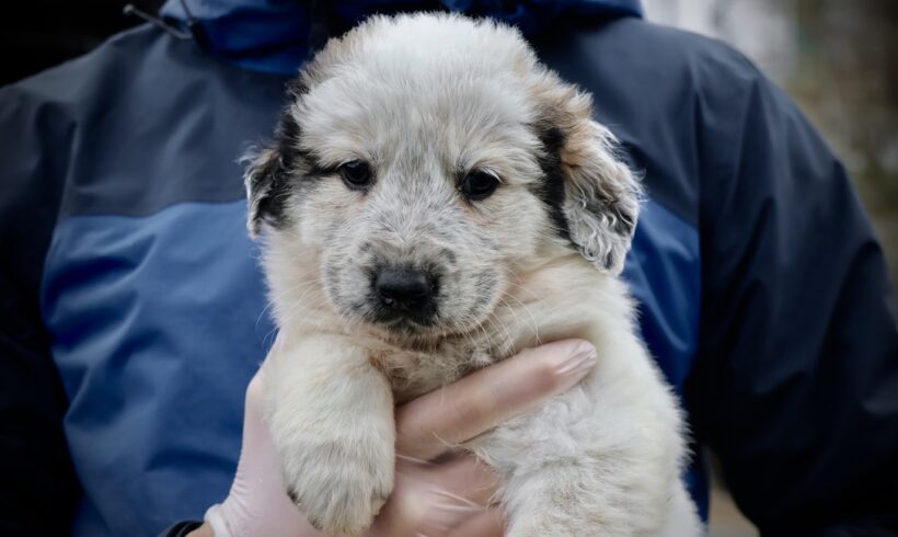 CHEDDAR – ca. 2 Monate