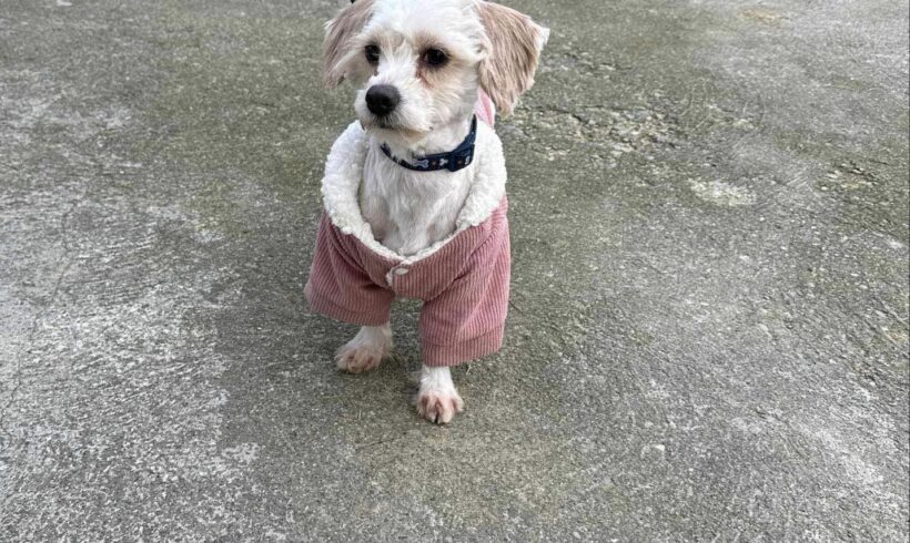 ALWIN – ca. 1-2 Jahre