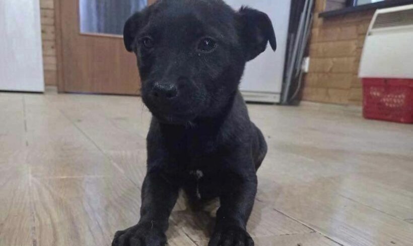 BEAU – ca. 2 – 3 Monate