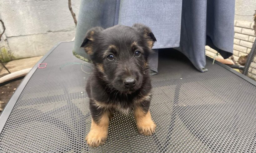 ELLY – ca. 4 Monate