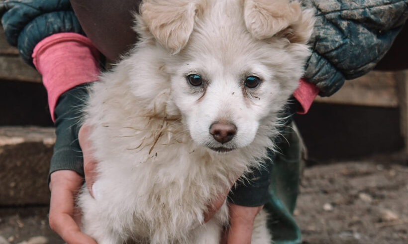 FEE – ca. 10 Wochen