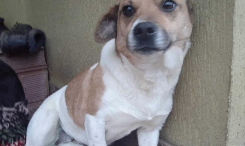 GOLDY – ca. 2 Jahre