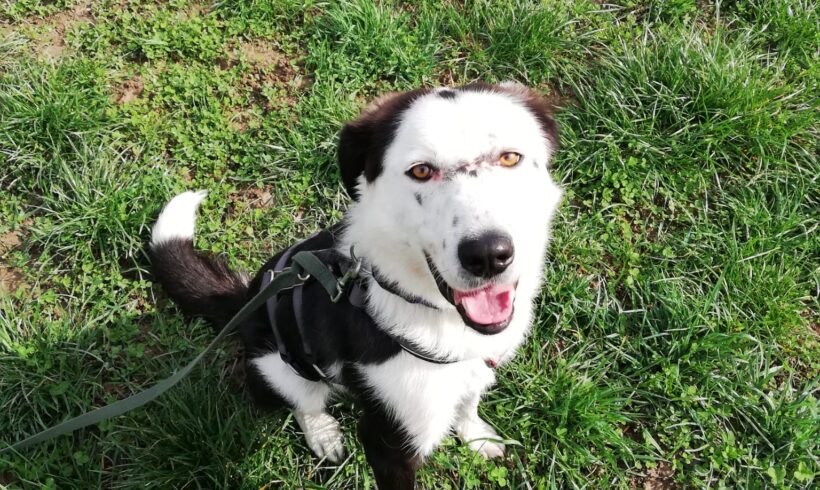 KLARA – ca. 3 Jahre