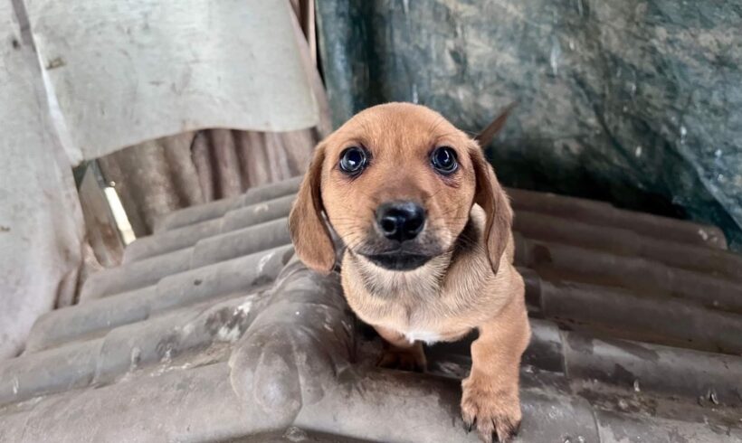 TISA – ca. 3 Monate