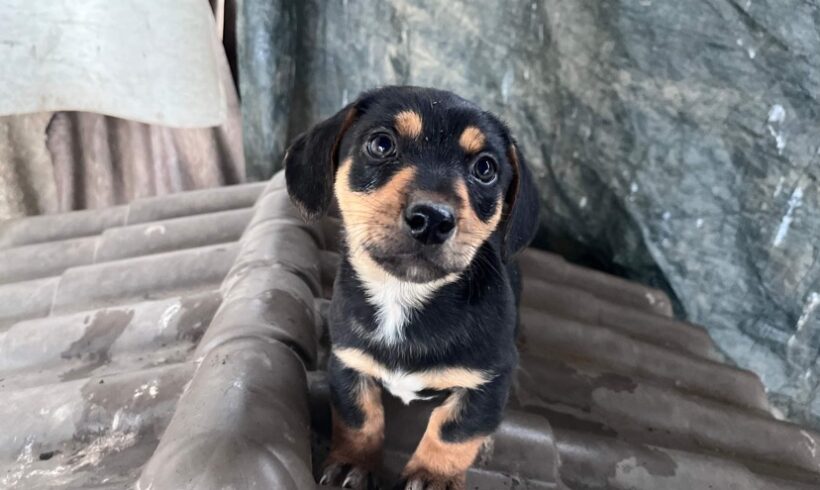 SPEZI – ca. 3 Monate