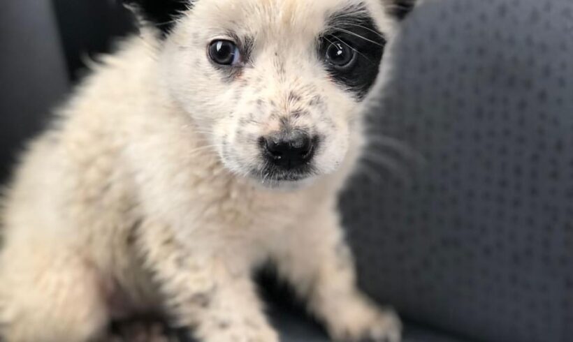 SNOOPY – ca. 6 Wochen