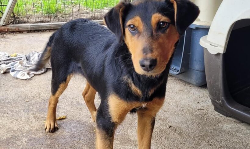 ZAPHIRA – ca. 8 Monate