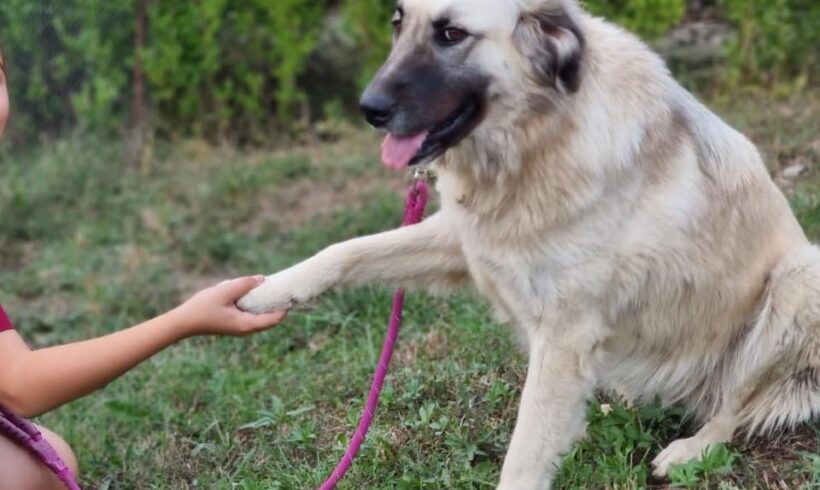 MALIE – ca. 4 Jahre