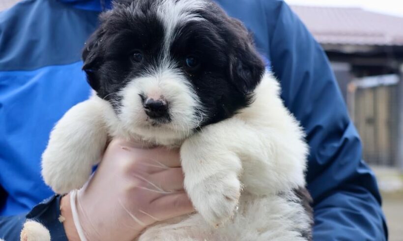 FLUFFY – ca. 2 Monate