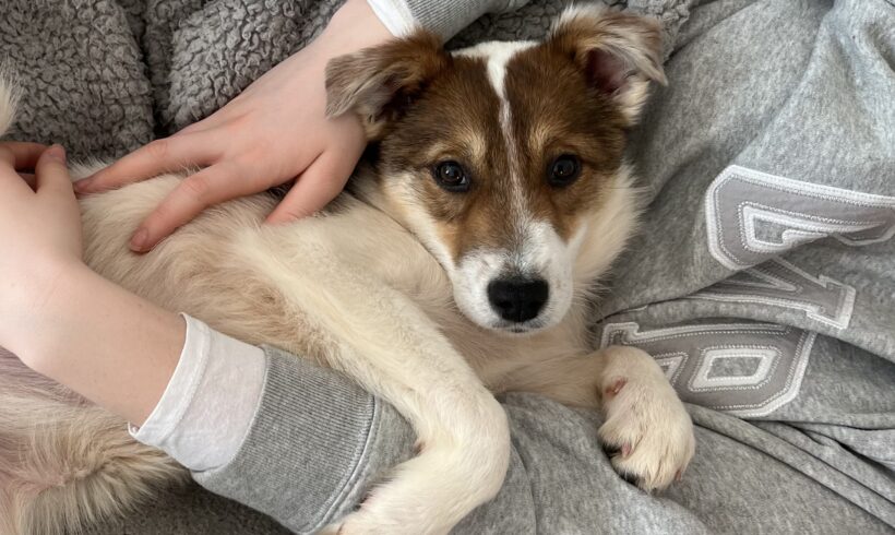 STERNLI – ca. 6 – 7 Monate