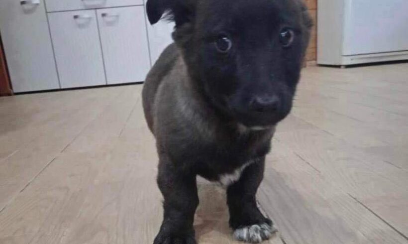 JAY – ca. 2 – 3 Monate