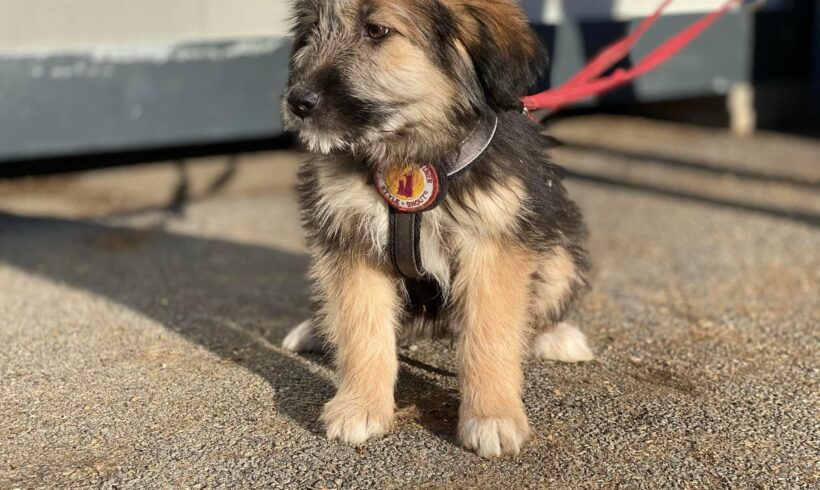 LAIKA – ca. 3 Monate LAIKA – ca. 3 Monate