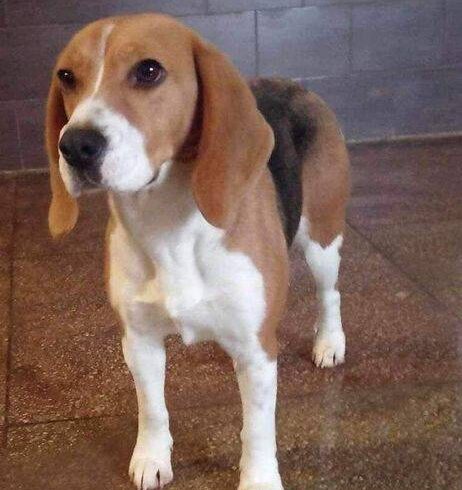 MAXIME – ca. 2 Jahre