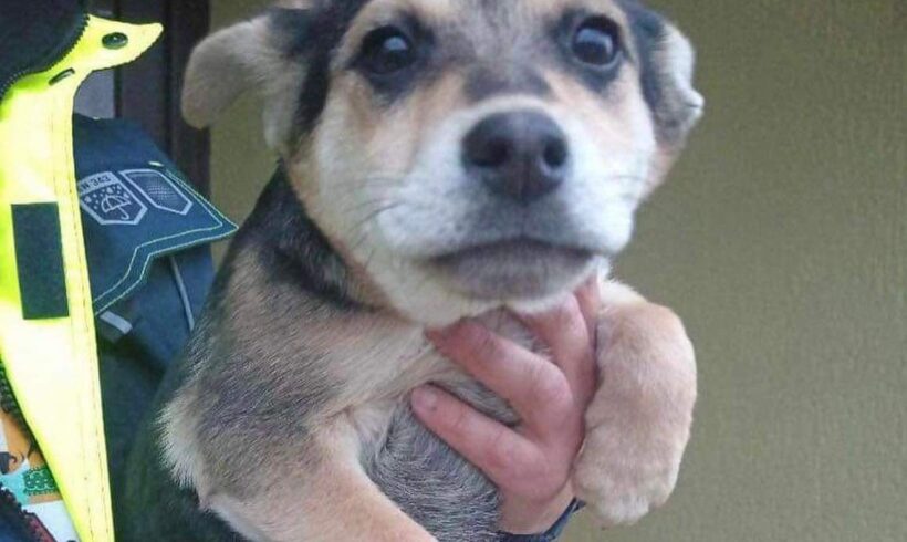 MILLIE – ca. 2 – 3 Monate