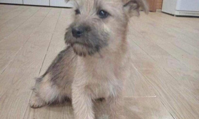 SUKI – ca. 2 – 3 Monate