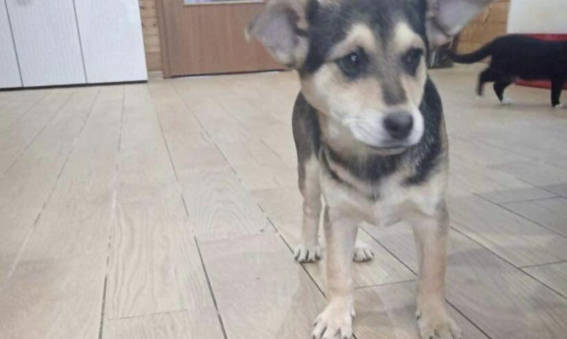 AINO – ca. 2 – 3 Monate