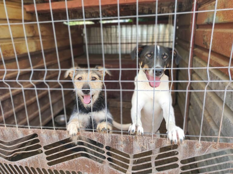 353669203_579011244383233_1666318851601160251_n-768x575