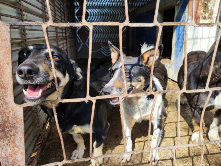 357656879_785467669739437_7335516582462605873_n-768x575