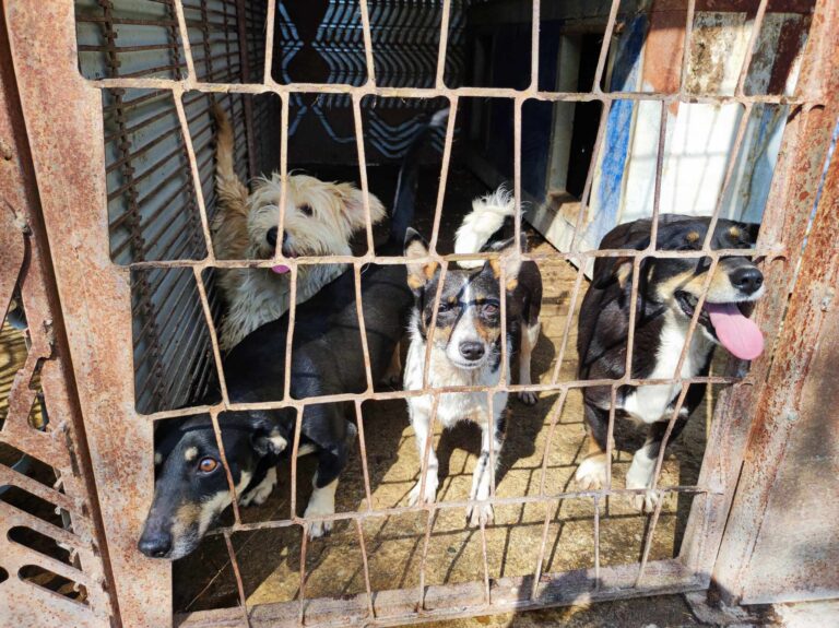 357755425_630009465724388_3178222195641169668_n-768x575