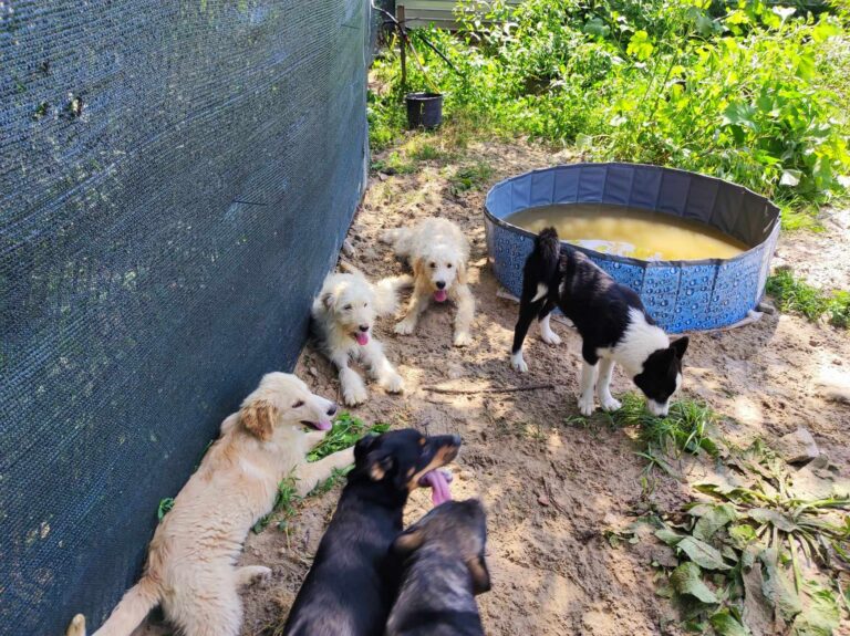 366031709_308573754939267_5301376567231904104_n-768x575