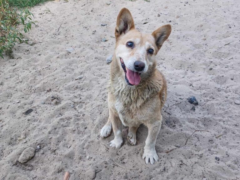 368732885_883664056454501_7343719335815530111_n-768x576